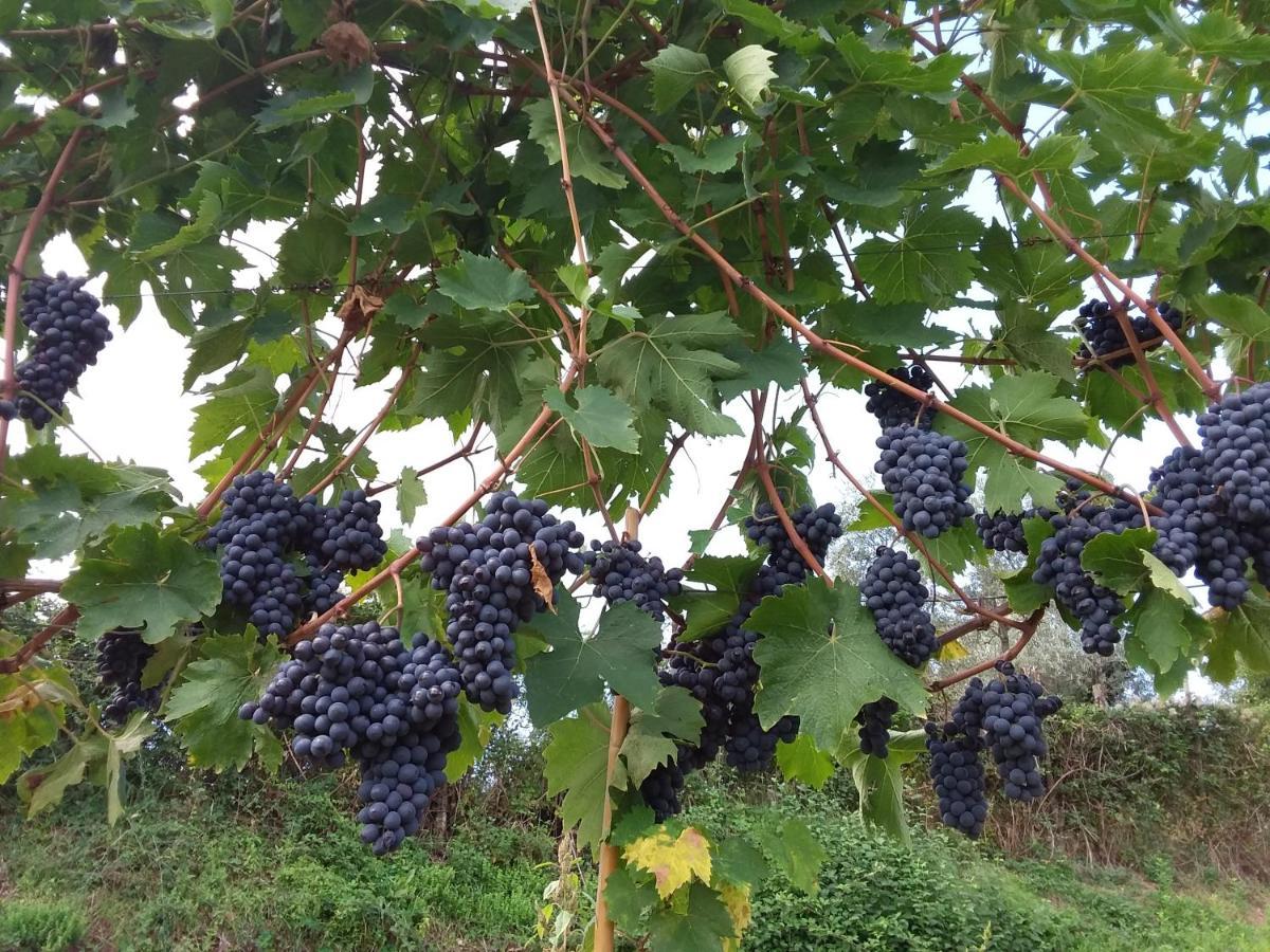 Agriturismo Podere Somigli Di Lorenzo Correani 호텔 그레베 인 키안티 외부 사진